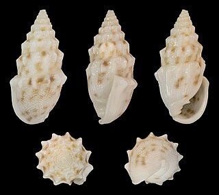 <i>Otopleura nodicincta</i> Species of gastropod