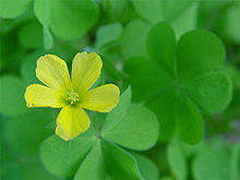 Oxalis albicans 000.jpg