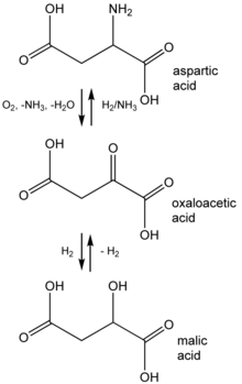 structure metabolism galactose Wikipedia   Fotosynthese