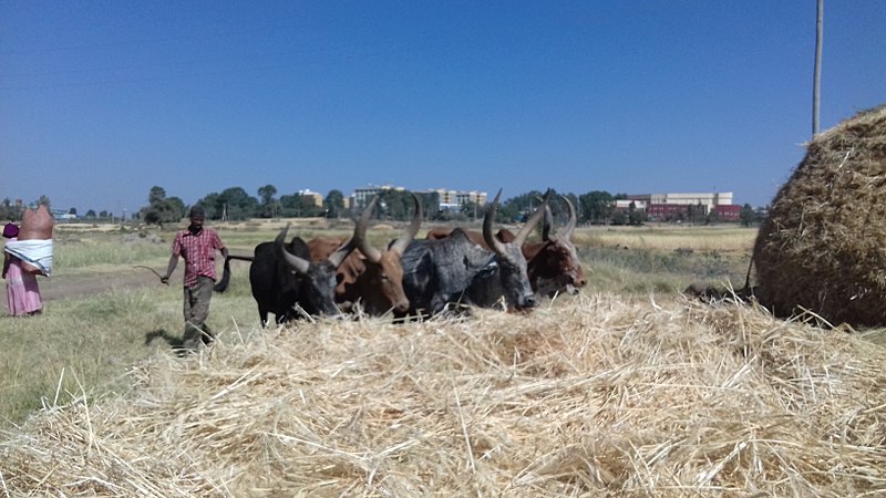 File:Oxen threshing in Tigray, Ethiopia.jpg