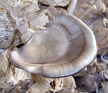 Oyster mushroom.JPG