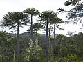 Bosc mixt amb coigüe a Nahuelbuta, Xile