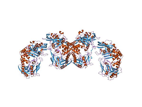 phi29 dna polymerase, orthorhombic crystal form, ssdna complex