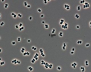 <i>Tersicoccus phoenicis</i> Species of bacterium