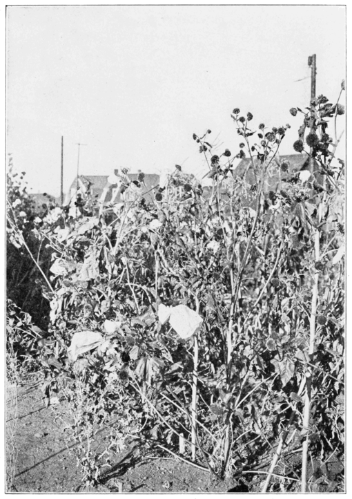 PSM V80 D381 Sunflower garden showing heads with bags.png