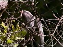 Fil: Pallid Cuckoo juv.ogv