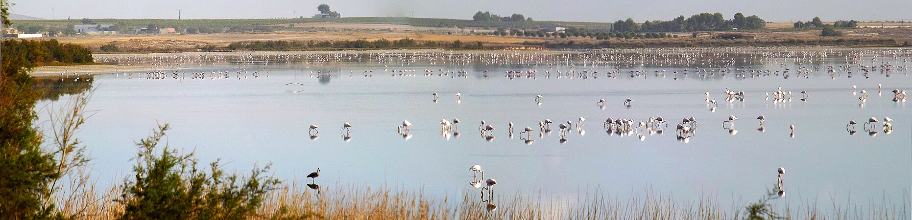 Panorámica de la Laguna Larga con flamencos.