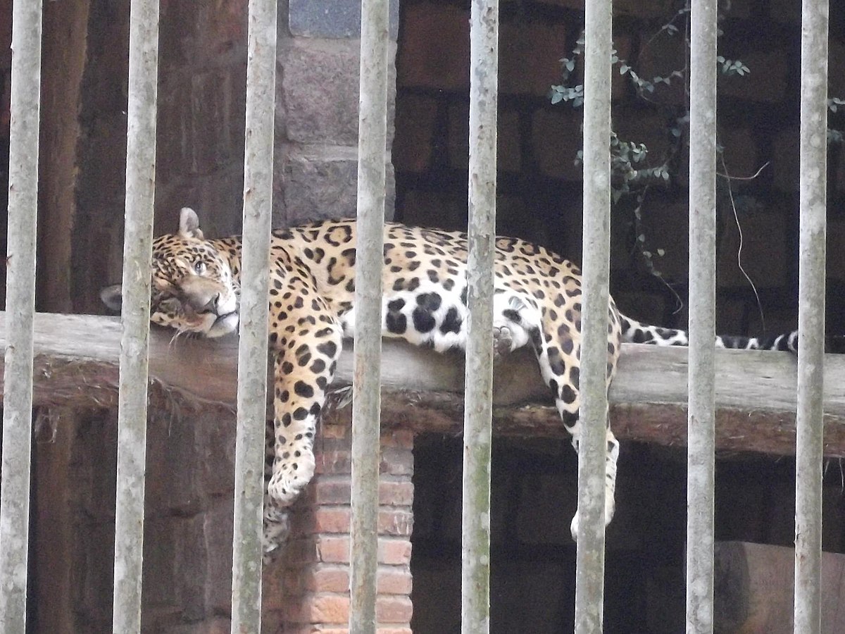 File:Parque Zoológico de São Paulo - Sao Paulo Zoo - Onça-parda, Suçuarana  - Puma, cougar, panther, mountain lion (11539699575).jpg - Wikimedia Commons