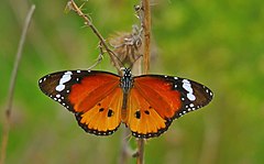 Papallona tigre 01(mascle) - Mariposa tigre (macho) -The Plain Tiger (male) - Danaus chrysippus (1419081366).jpg