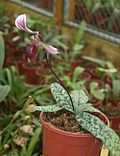 Miniatura para Paphiopedilum callosum