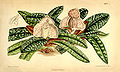 Paphiopedilum godefroyae (as syn. Cypripedium godefroyae) plate 6876 in: Curtis's Bot. Magazine (Orchidaceae), vol. 112, (1886)