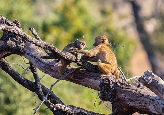 Chacma baboons (Papio ursinus), Chobe National Park