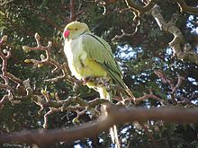 Rose-ringed parakeet in Sefton Park. Parakeet of Sefton Park.jpeg