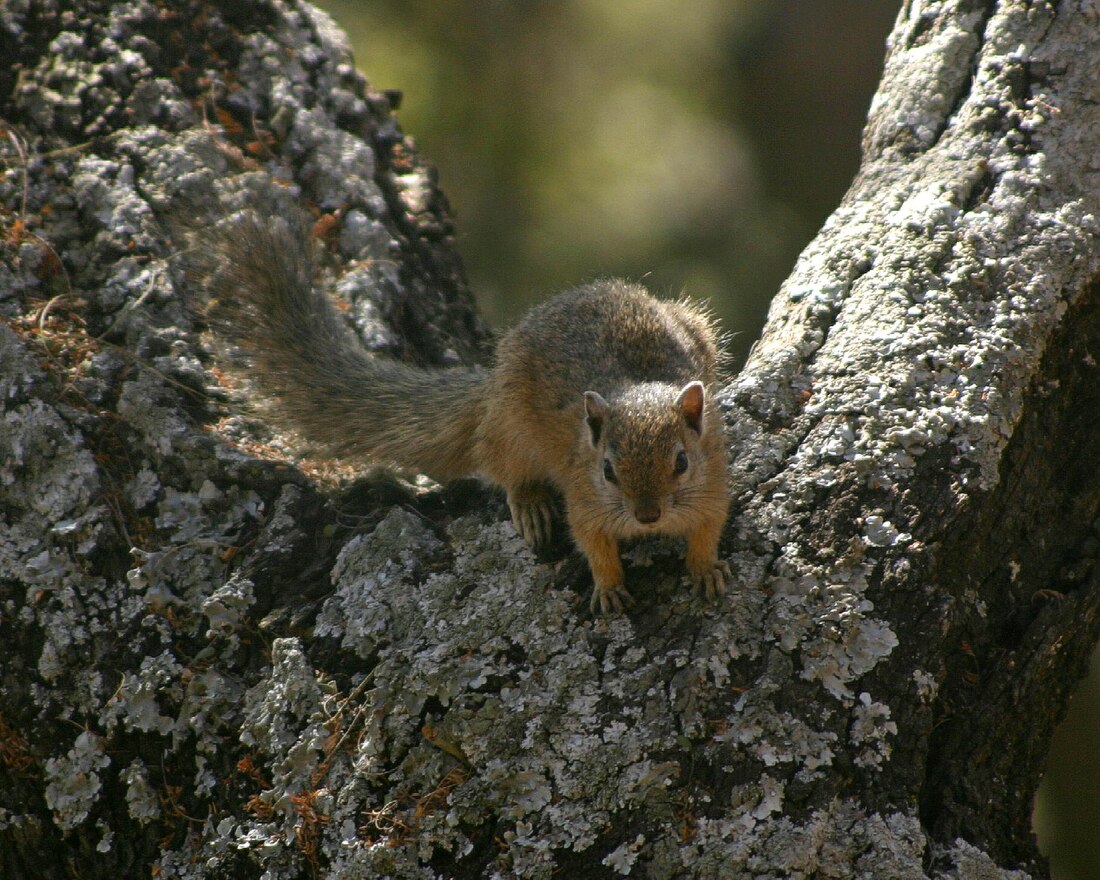 Paraxerus cepapi