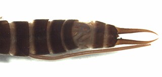 <i>Parisolabis</i> Genus of earwigs