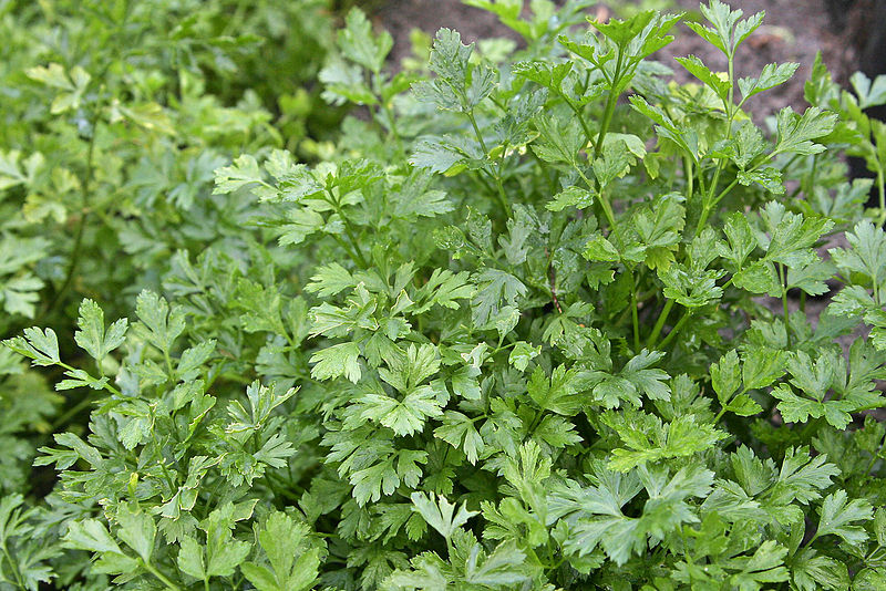 File:Parsley bush.jpg