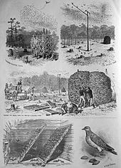 1881 spread showing methods of trapping pigeons for shooting contests Passenger pigeon capture.jpg