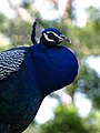 Indian Peafowl (Pavo cristatus)