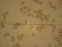 Spores are ellipsoidal. Paxillus involutus 119527.jpg