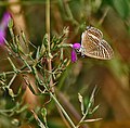 Pea Blue (Lampides boeticus) at Hodal Iws IMG 1246.jpg