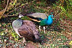 Thumbnail for File:Peafowl at Powis Castle - geograph.org.uk - 2858851.jpg