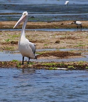 Australian Pelican