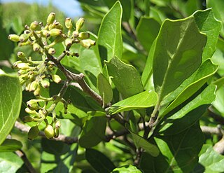 <i>Pennantia</i> Genus of flowering plants