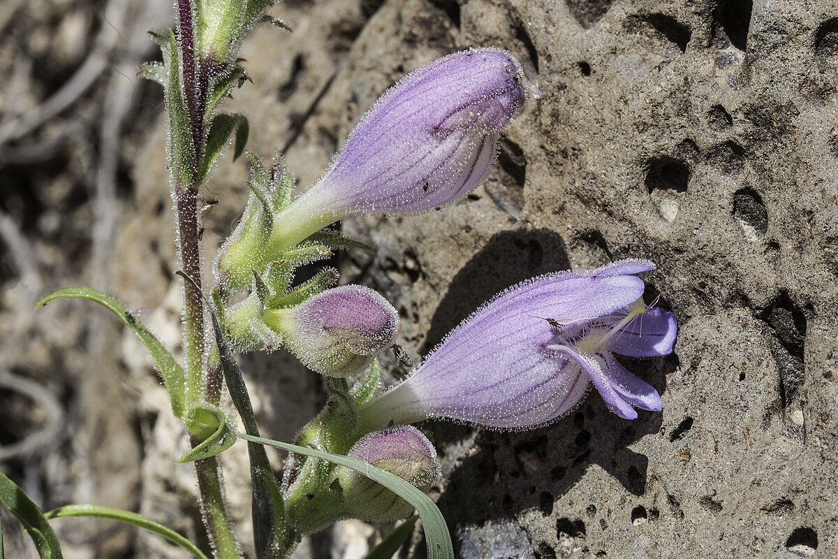 Penstemon Azureus