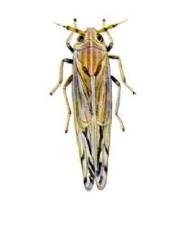 <i>Peregrinus maidis</i> Species of true bug