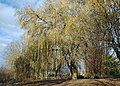 * Nomination Weeping willow, Parc de l'étang Agache, in Pérenchies, France --Velvet 08:23, 2 December 2023 (UTC) * Promotion  Support Good quality. --Plozessor 18:16, 2 December 2023 (UTC)