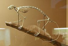 Skeleton Petauroides volans skeleton.jpg