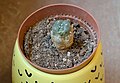 * Nomination Peyote (Lophophora williamsii) in a yellow pot --Trougnouf 22:19, 1 April 2024 (UTC) * Promotion  Support Good quality. --Юрий Д.К. 14:21, 9 April 2024 (UTC)