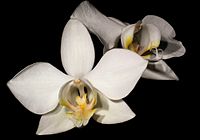 Phalaenopsis aphrodite subsp. formosana