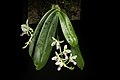 Phalaenopsis japonica