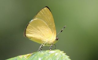 <i>Philiris baiteta</i> Species of butterfly