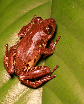 <i>Phlyctimantis leonardi</i> Species of frog