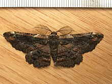 Phoneses sinistraria (3166210484) .jpg