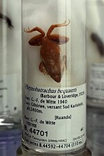 Miniatura para Phrynobatrachus bequaerti