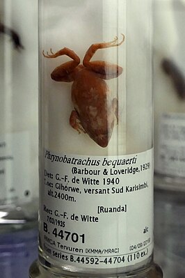 Phrynobatrachus bequaerti