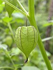 Physalis minima fruit from Kerala - 20090520.jpg