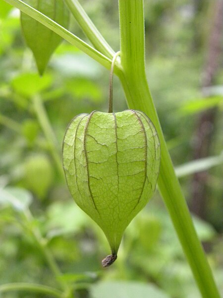 File:Physalis minima fruit from Kerala - 20090520.jpg