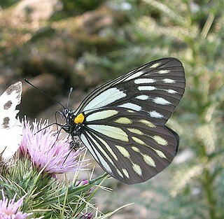 <i>Aporia agathon</i> Species of butterfly