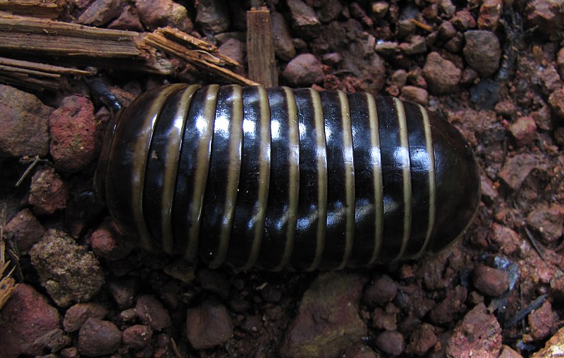 File:Pill millipede(2).jpg