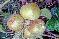 Pine Apple Russet on tree, National Fruit Collection (acc. 1946-006) .jpg