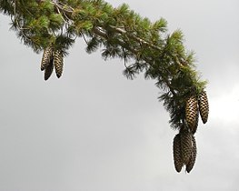 Foliage and cones, Mount Baden-Powell, San Gabriel Mts., California