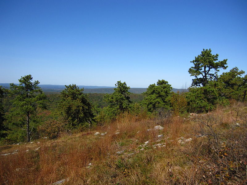 File:Pinus rigida Kittatinny Mountain.jpg