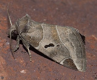 Stiriinae Subfamily of moths