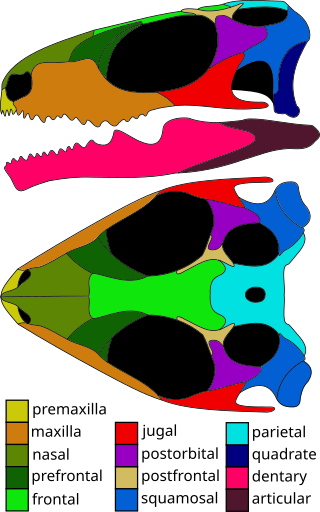 <i>Planocephalosaurus</i> Extinct genus of reptiles