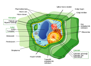 Bitki hücresi