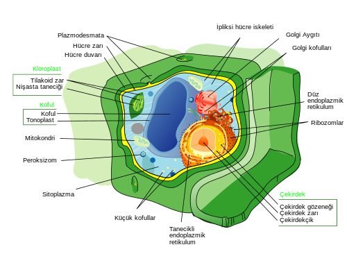 ökaryot Hücre, ökaryot Hücre nedir, ökaryot Hücre özellikleri